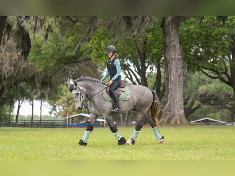 Tinker Mix Wallach 3 Jahre Schimmel in Ocala, FL