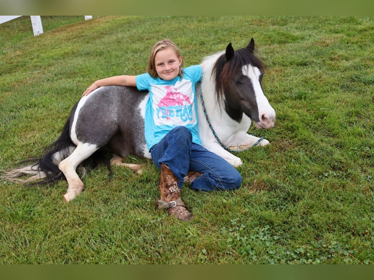 Tinker Mix Wallach 4 Jahre 102 cm Schecke in Sedalia