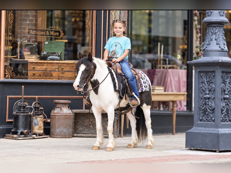 Tinker Mix Wallach 4 Jahre 102 cm Schecke in Sedalia