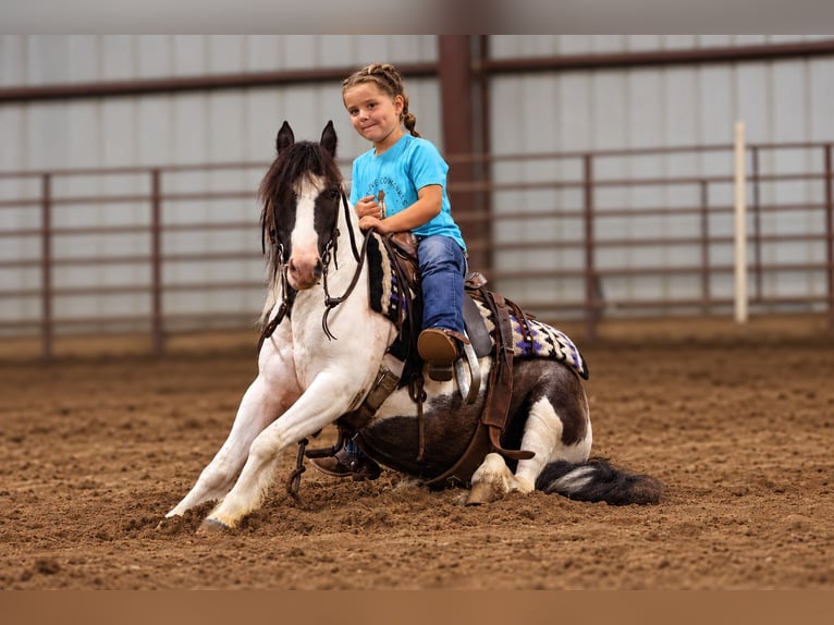 Tinker Mix Wallach 4 Jahre 102 cm Schecke in Sedalia