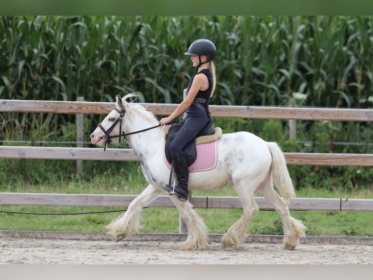 Tinker Wallach 4 Jahre 114 cm Schecke in Bogaarden
