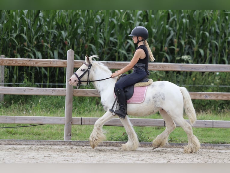Tinker Wallach 4 Jahre 114 cm Schecke in Bogaarden