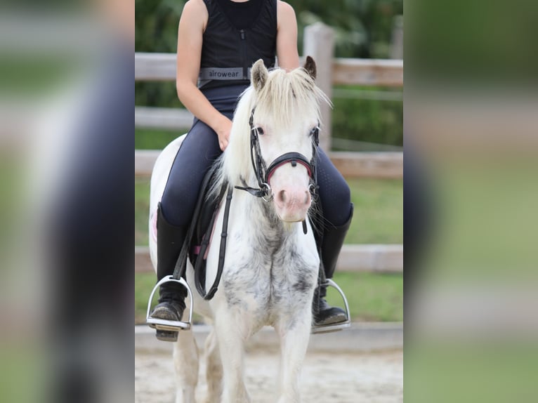 Tinker Wallach 4 Jahre 114 cm Schecke in Bogaarden