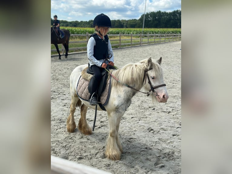 Tinker Wallach 4 Jahre 114 cm Schecke in Bogaarden