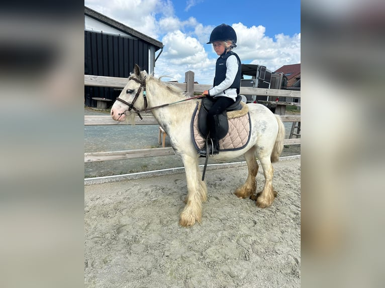 Tinker Wallach 4 Jahre 114 cm Schecke in Bogaarden
