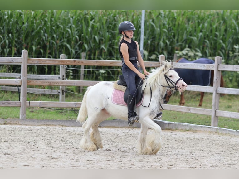 Tinker Wallach 4 Jahre 114 cm Schecke in Bogaarden