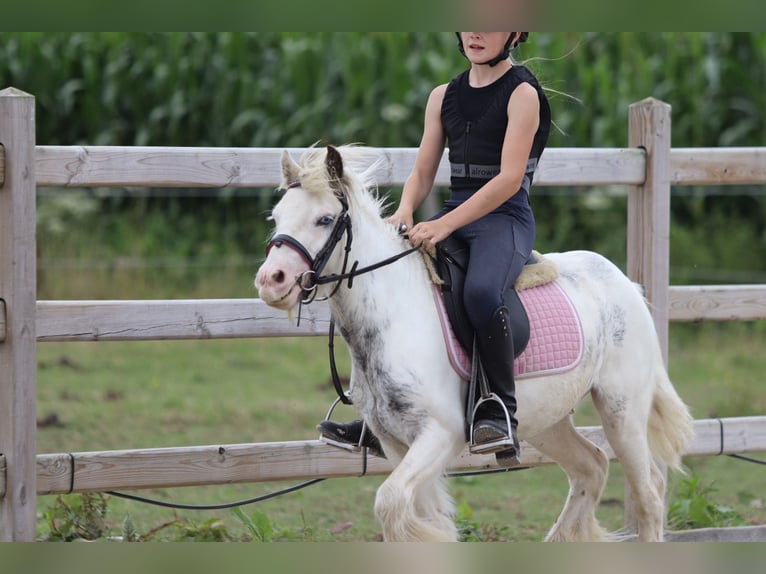 Tinker Wallach 4 Jahre 114 cm Schecke in Bogaarden