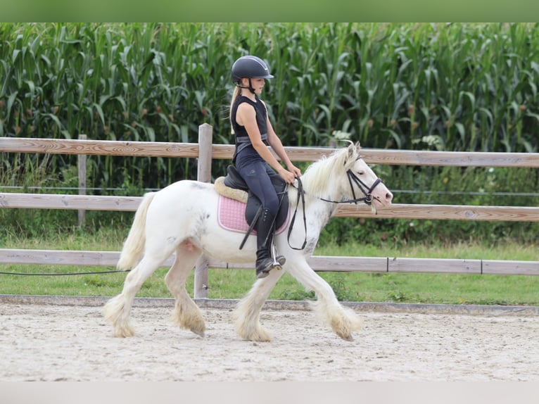 Tinker Wallach 4 Jahre 114 cm Schecke in Bogaarden