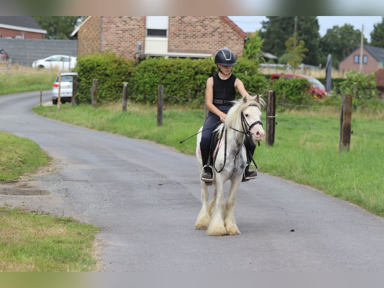 Tinker Wallach 4 Jahre 114 cm Schecke in Bogaarden