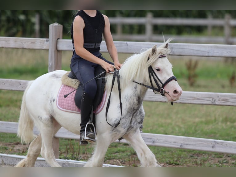Tinker Wallach 4 Jahre 114 cm Schecke in Bogaarden