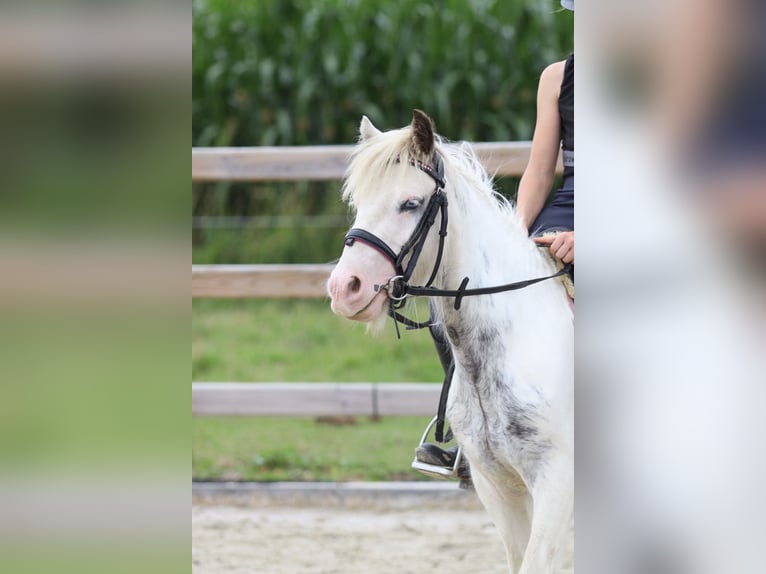 Tinker Wallach 4 Jahre 114 cm Schecke in Bogaarden