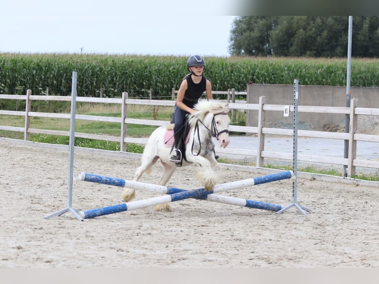 Tinker Wallach 4 Jahre 114 cm Schecke in Bogaarden