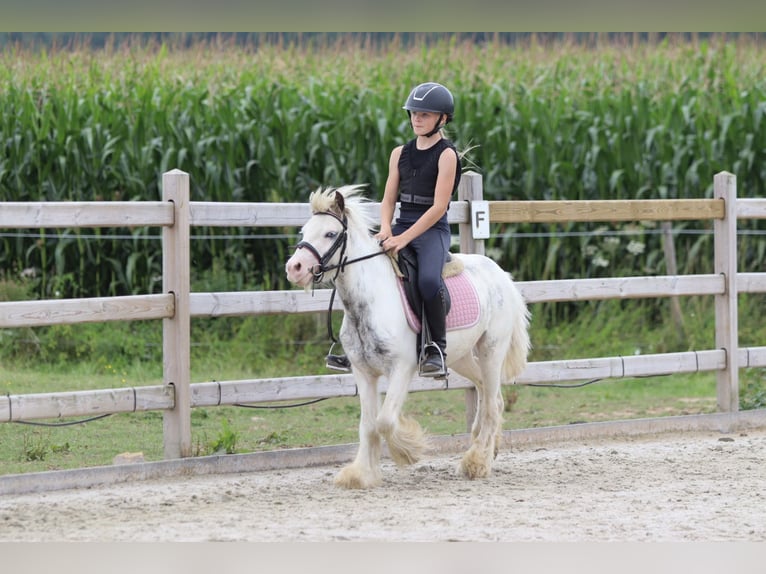 Tinker Wallach 4 Jahre 114 cm Schecke in Bogaarden