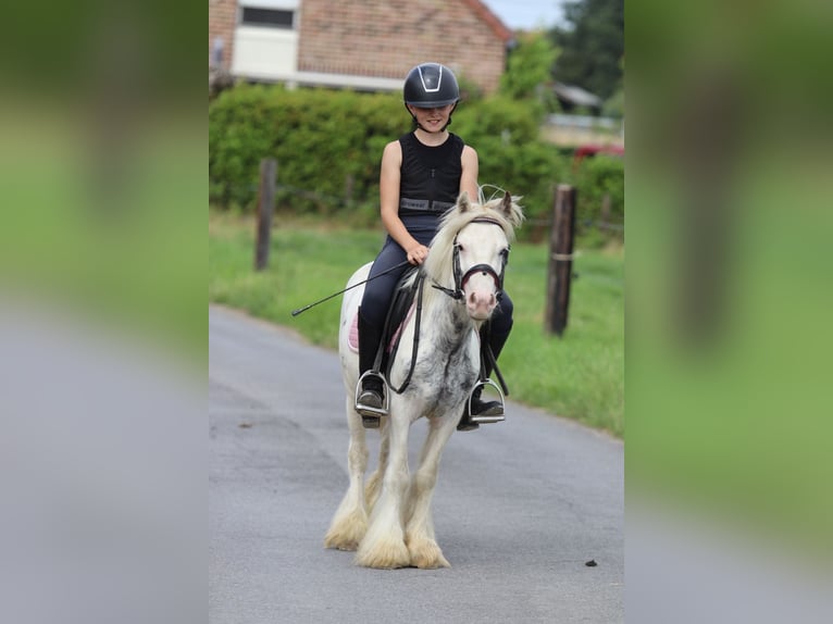 Tinker Wallach 4 Jahre 114 cm Schecke in Bogaarden