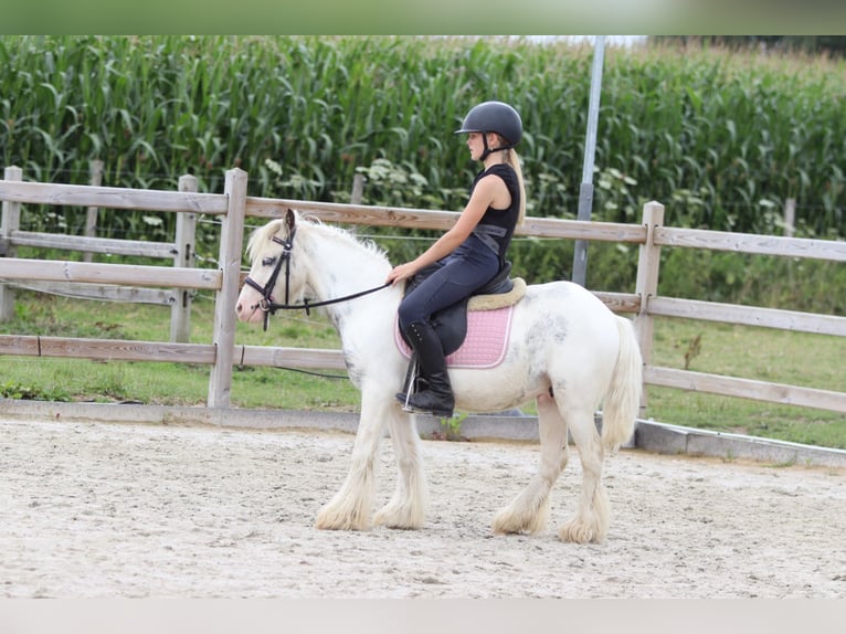 Tinker Wallach 4 Jahre 114 cm Schecke in Bogaarden