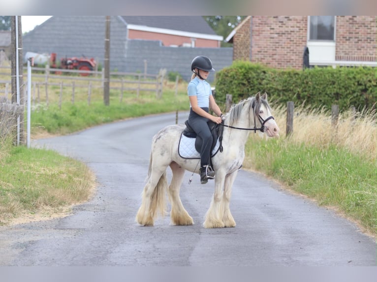 Tinker Wallach 4 Jahre 118 cm  in Pepingen