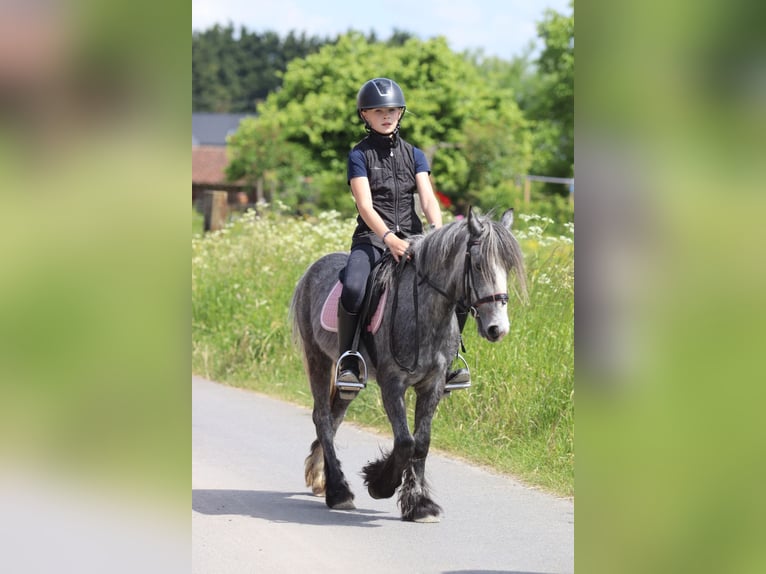 Tinker Wallach 4 Jahre 121 cm Apfelschimmel in Bogaarden