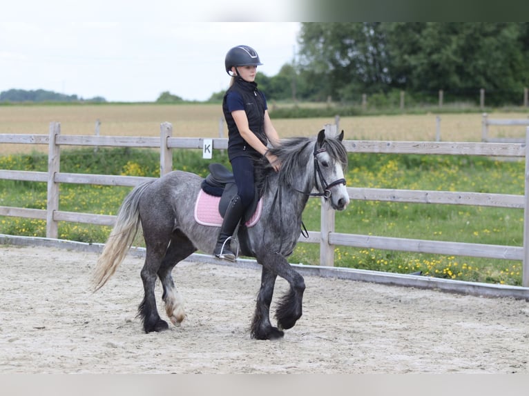 Tinker Wallach 4 Jahre 121 cm Apfelschimmel in Bogaarden