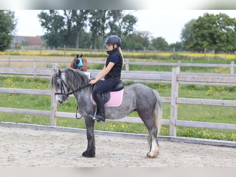 Tinker Wallach 4 Jahre 121 cm Apfelschimmel in Bogaarden