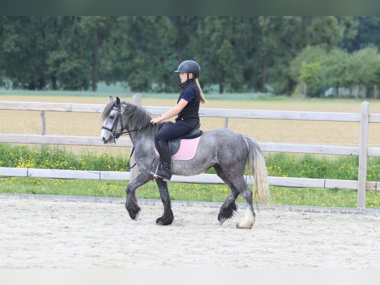 Tinker Wallach 4 Jahre 121 cm Apfelschimmel in Bogaarden
