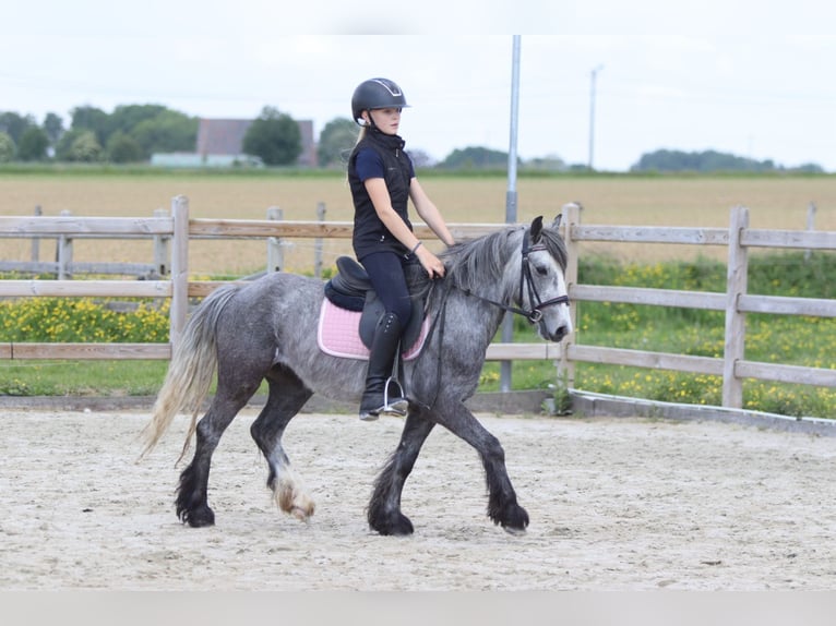 Tinker Wallach 4 Jahre 121 cm Apfelschimmel in Bogaarden