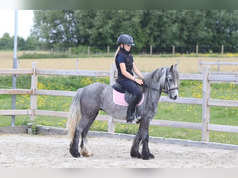 Tinker Wallach 4 Jahre 121 cm Apfelschimmel in Bogaarden
