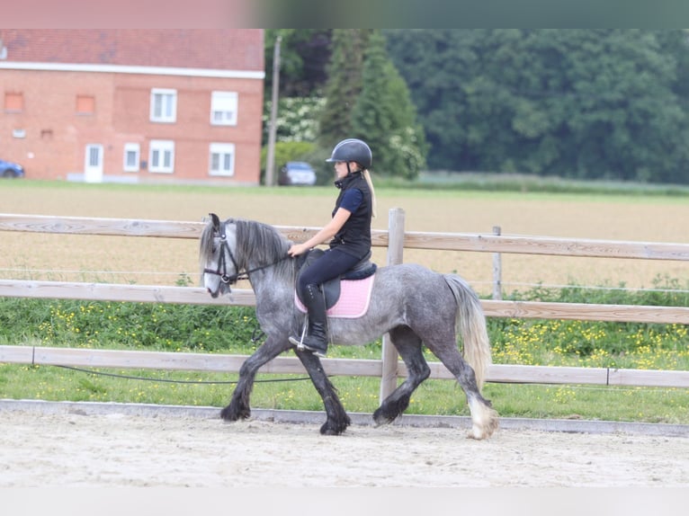 Tinker Wallach 4 Jahre 121 cm Apfelschimmel in Bogaarden