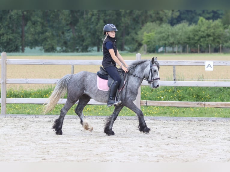Tinker Wallach 4 Jahre 121 cm Apfelschimmel in Bogaarden