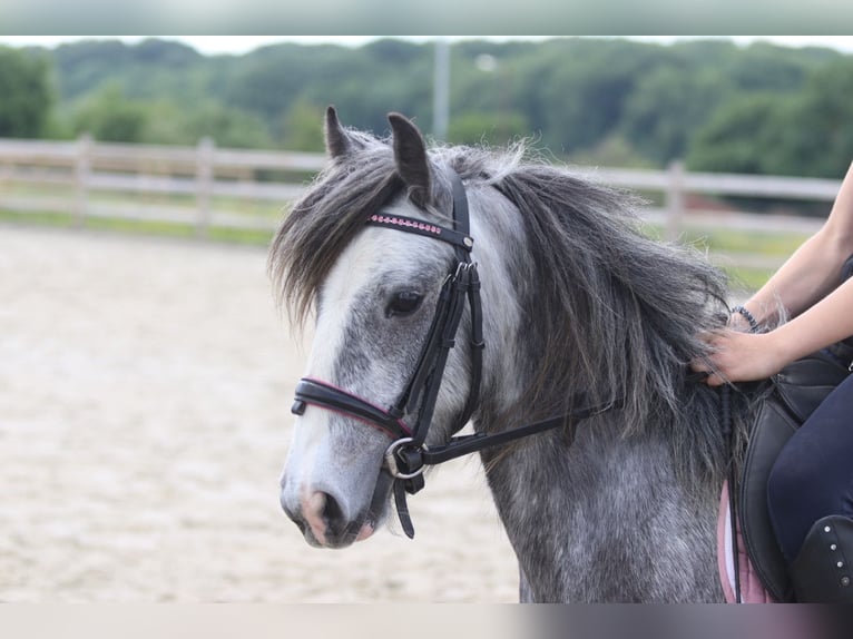 Tinker Wallach 4 Jahre 121 cm Apfelschimmel in Bogaarden