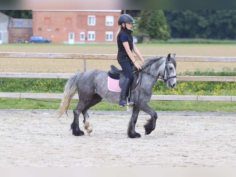 Tinker Wallach 4 Jahre 121 cm Apfelschimmel in Bogaarden