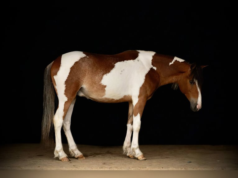 Tinker Wallach 4 Jahre 122 cm in Rebersburg, PA