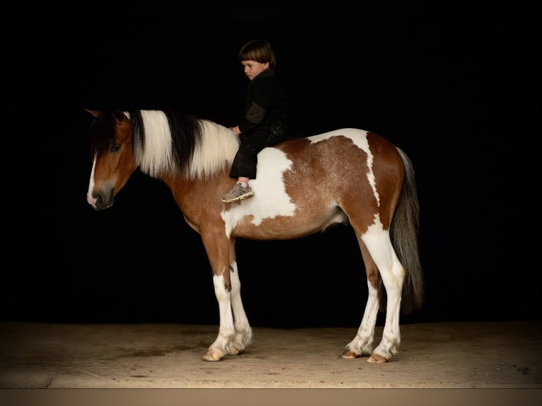 Tinker Wallach 4 Jahre 122 cm in Rebersburg, PA