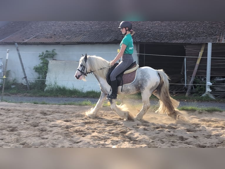 Tinker Wallach 4 Jahre 123 cm Schecke in Morsbach