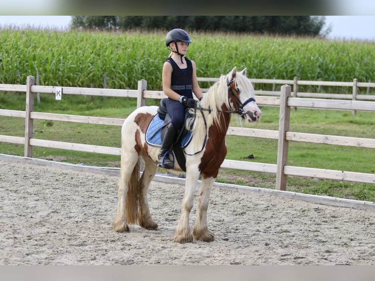 Tinker Wallach 4 Jahre 124 cm Schecke in Bogaarden