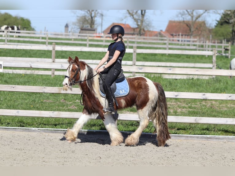 Tinker Wallach 4 Jahre 124 cm Schecke in Pepingen