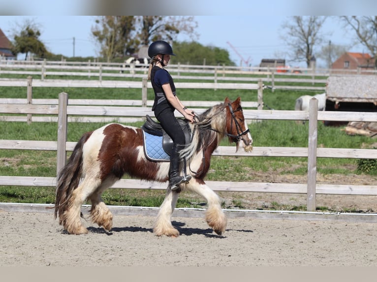 Tinker Wallach 4 Jahre 124 cm Schecke in Pepingen