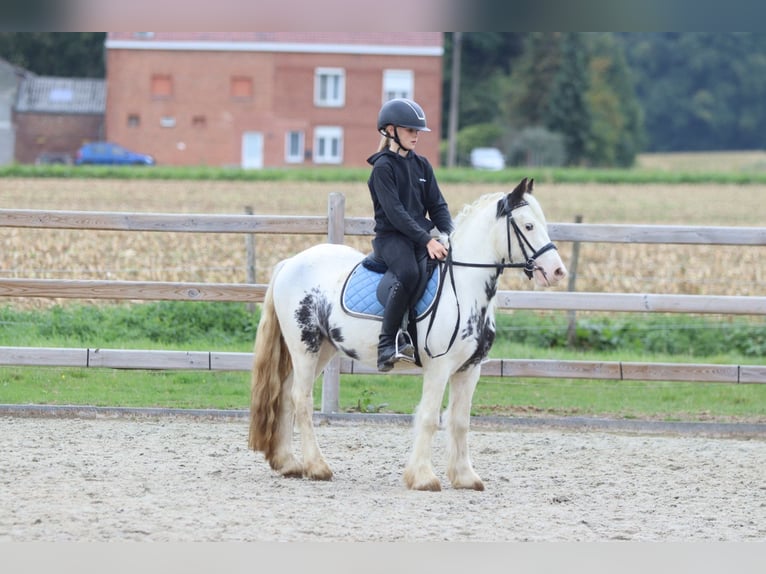 Tinker Wallach 4 Jahre 126 cm Schecke in Bogaarden