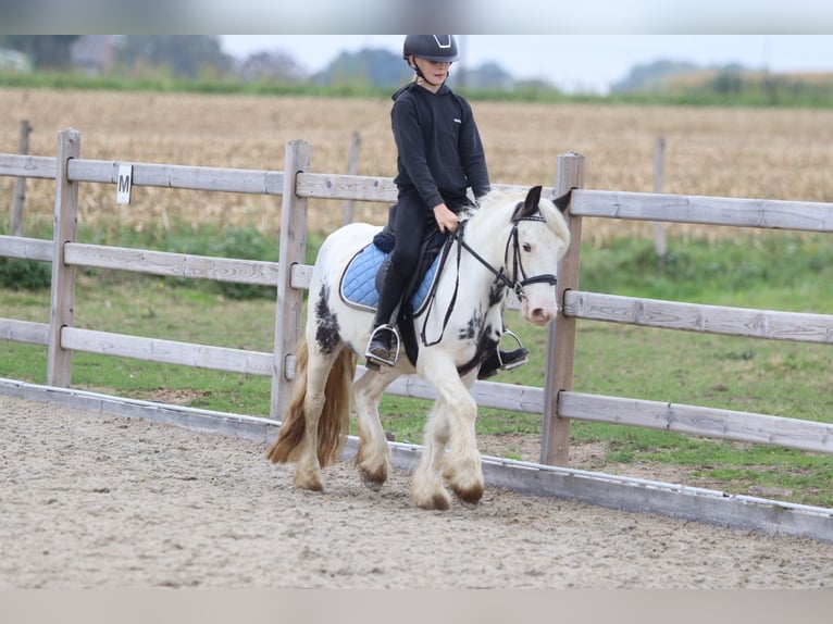 Tinker Wallach 4 Jahre 126 cm Schecke in Bogaarden