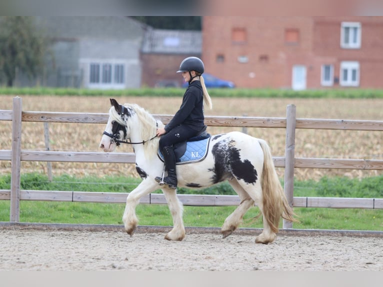 Tinker Wallach 4 Jahre 126 cm Schecke in Bogaarden