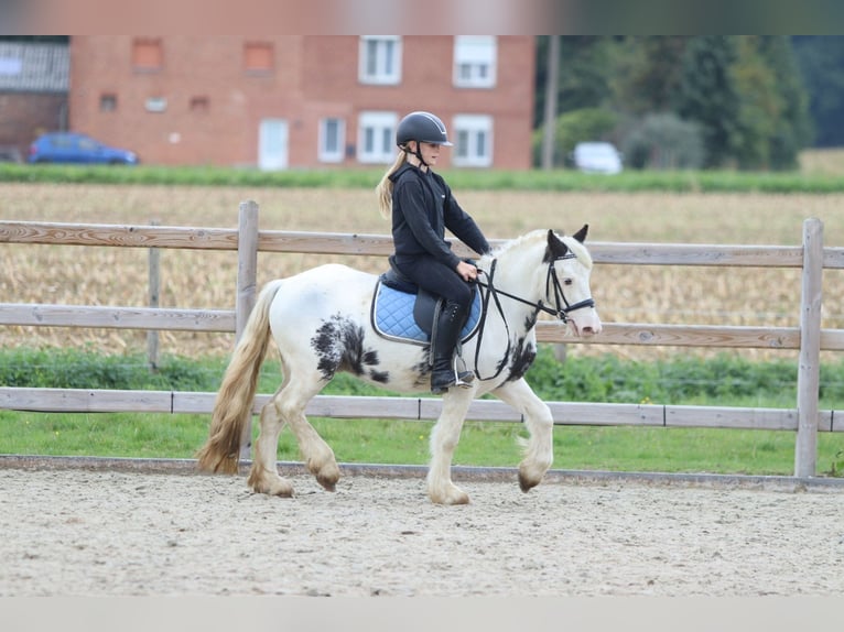 Tinker Wallach 4 Jahre 126 cm Schecke in Bogaarden