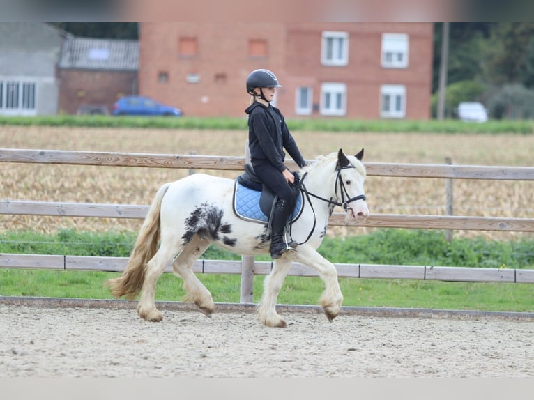 Tinker Wallach 4 Jahre 126 cm Schecke in Bogaarden