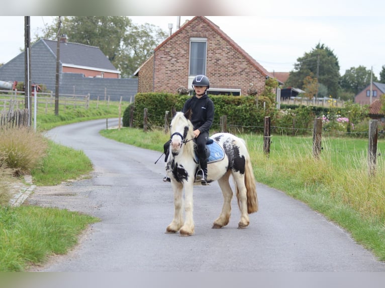 Tinker Wallach 4 Jahre 126 cm Schecke in Bogaarden
