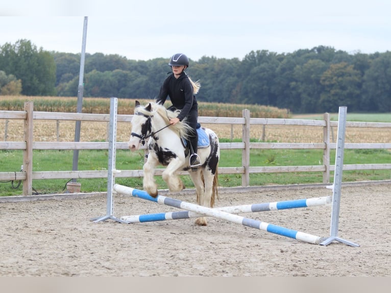 Tinker Wallach 4 Jahre 126 cm Schecke in Bogaarden