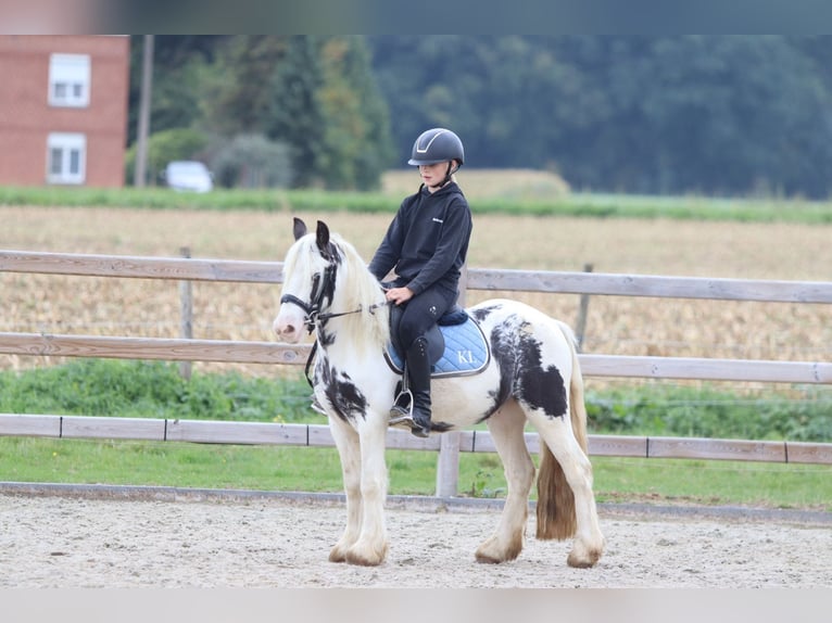 Tinker Wallach 4 Jahre 126 cm Schecke in Bogaarden