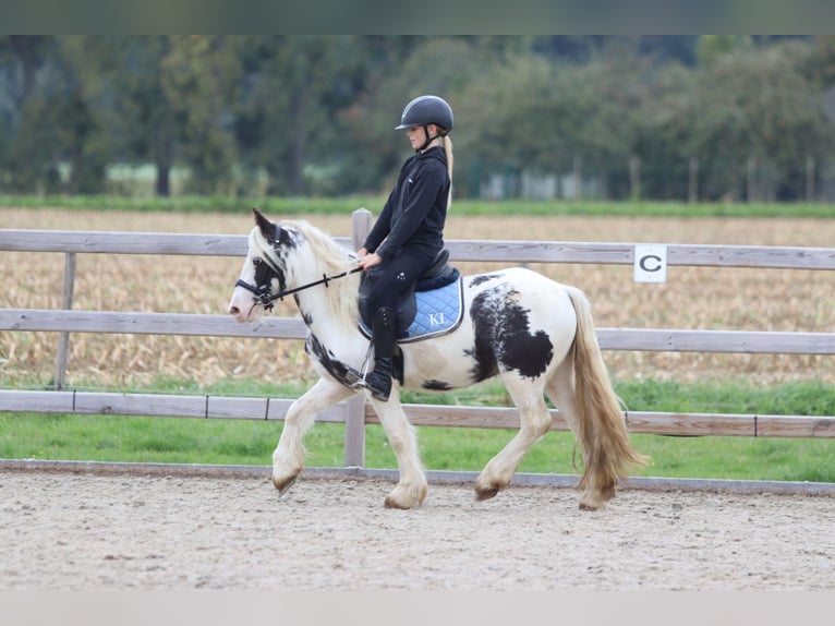 Tinker Wallach 4 Jahre 126 cm Schecke in Bogaarden