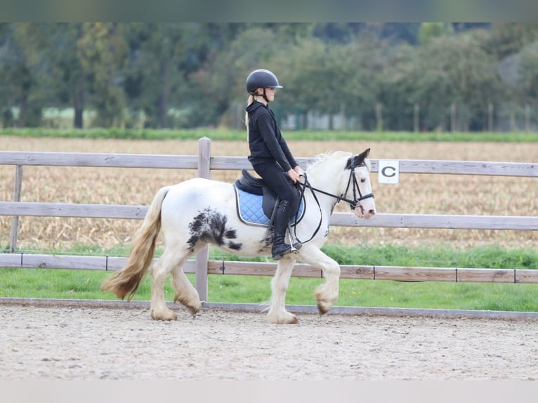 Tinker Wallach 4 Jahre 126 cm Schecke in Bogaarden
