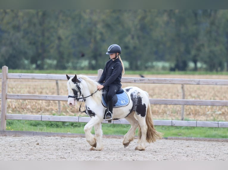 Tinker Wallach 4 Jahre 126 cm Schecke in Bogaarden
