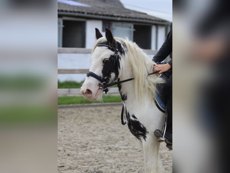 Tinker Wallach 4 Jahre 126 cm Schecke in Bogaarden