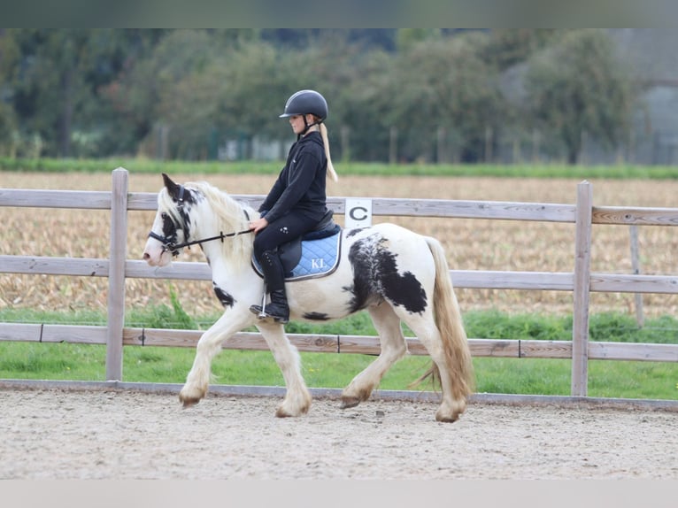 Tinker Wallach 4 Jahre 126 cm Schecke in Bogaarden