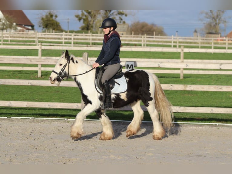 Tinker Wallach 4 Jahre 127 cm Schecke in Bogaarden